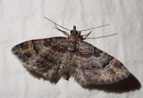 Gymnoscelis rufifasciata